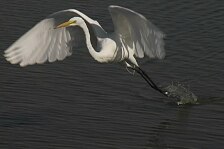 egret 4.jpg